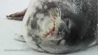 Eerie Vocals of Weddell Seal Pup & Adult