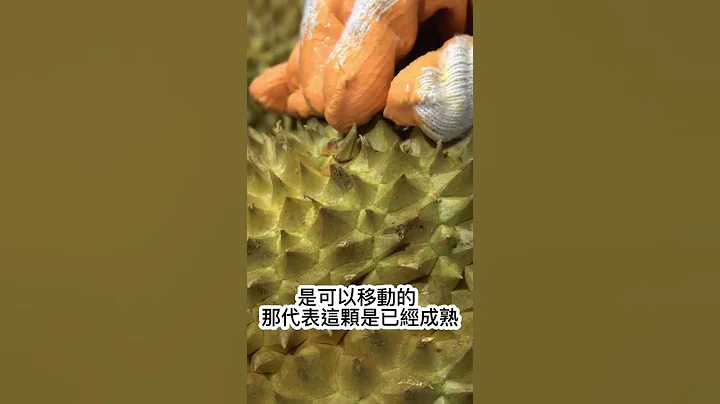 挑選榴槤不是裂開的就好 快速教你三種簡單方法 - 天天要聞