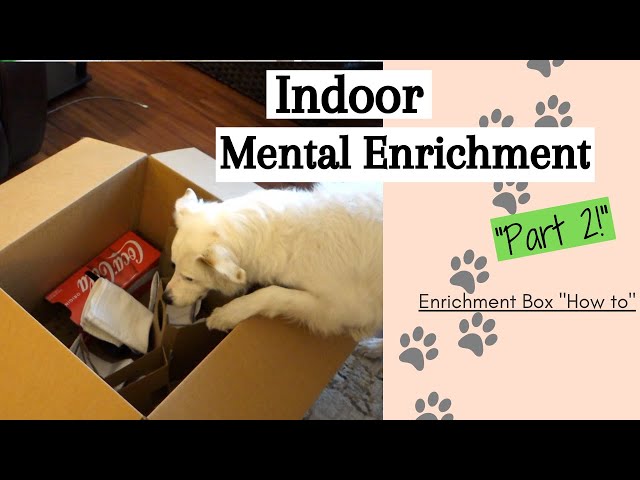 Chronicles of a Dog Trainer: Mental Stimulation & Enrichment: What is it  anyway & why?!