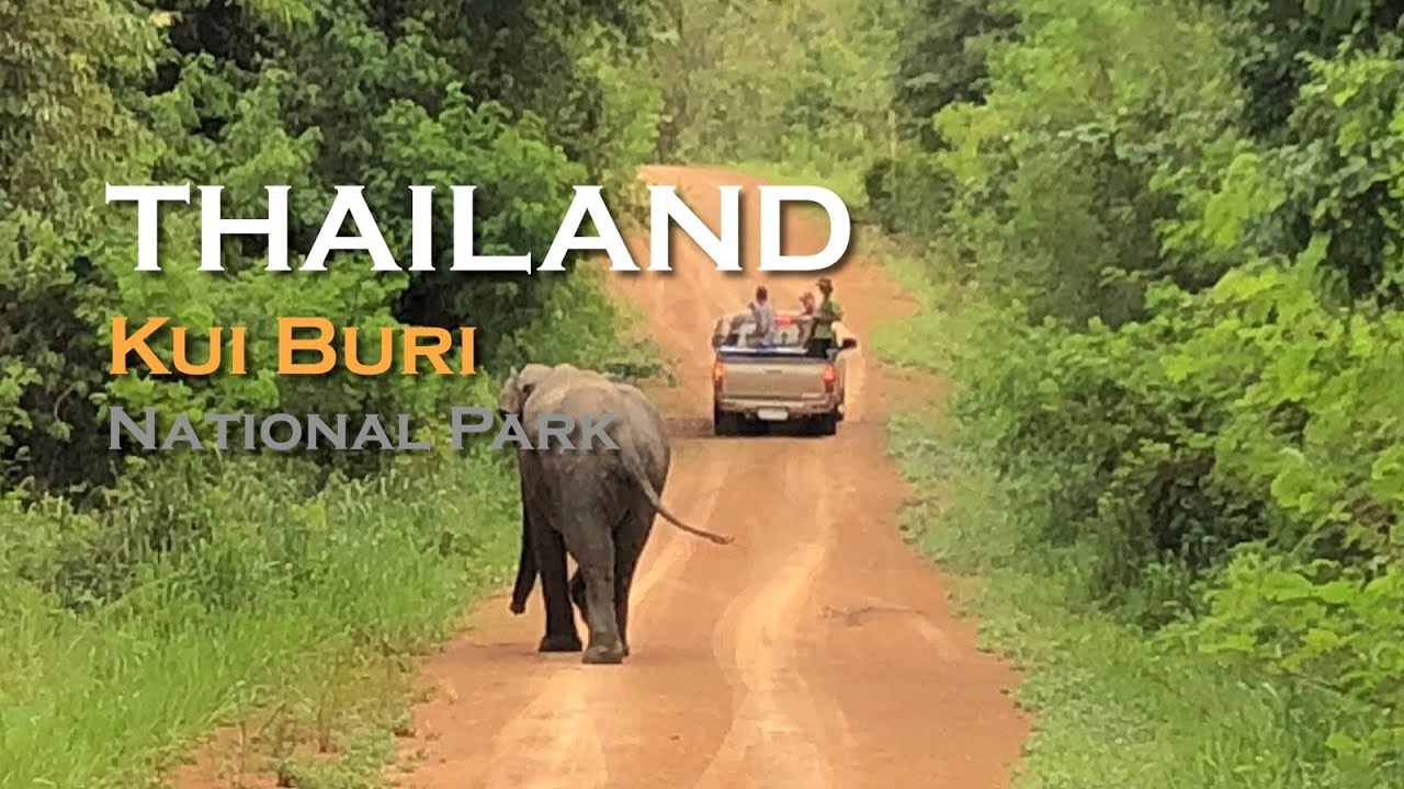 WILD ELEPHANTS IN THAILAND I've been lost in KUI BURI National Park HD Éléphants sauvages WILD ELEPHANTS IN THAILAND I've been lost in KUI BURI National Park HD Éléphants sauvages