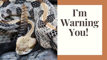 Timber Rattlesnakes 101: Behavior, Venom, and Motherhood