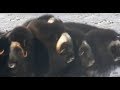 Musk Ox- Leftovers from the Ice Age -Cape Krusenstern National Monument