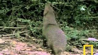 Ular Cobra Vs. Mongoose.