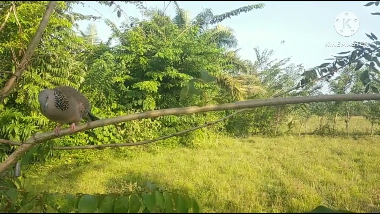 Teman ikut mikat lumayan ada points