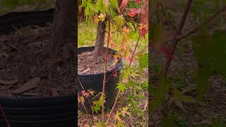 acer coral bark 😍🍁🍂🌲..plantas outonais e coníferas raras