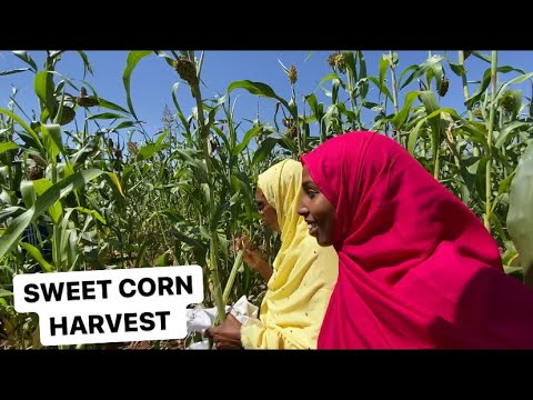 FARM TOUR - SWEET CORN AND SORGHUM HARVEST in Hargeisa Somaliland 2021