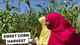 FARM TOUR - SWEET CORN AND SORGHUM HARVEST in Hargeisa Somaliland 2021