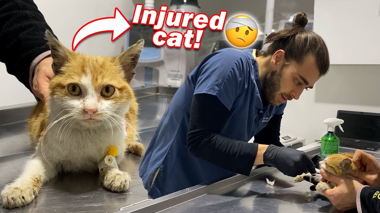 Больного бездомного кота спасли с улицы!