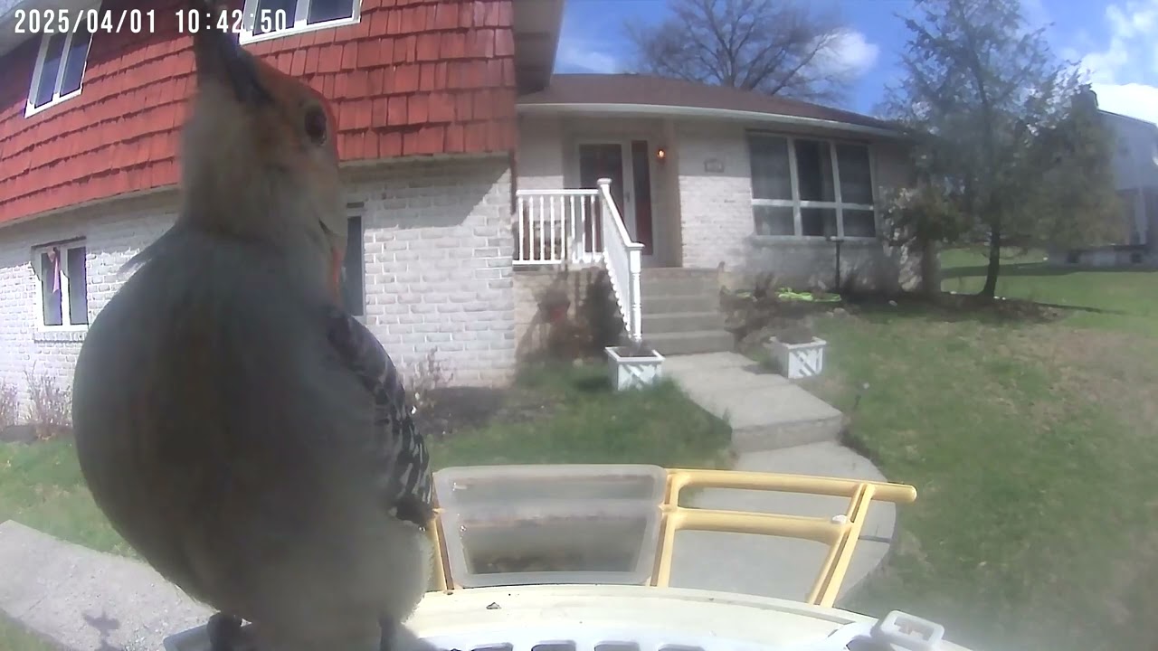 Daily Birdwatching - Netvue Birdfy Birdfeeder Cam - April 1, 2025