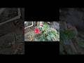 flower 🌺#flowers #viral #nature #garden #youtubeshorts #youtube