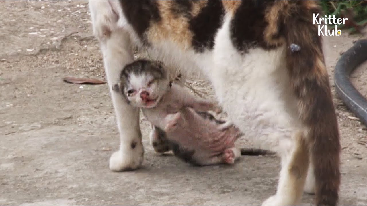 母猫の首に巻きつく漁網で子猫の命がピンチに！絶体絶命な三毛猫親子の