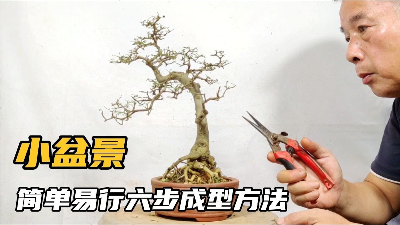 A simple and easy six-step forming method for small bonsai小さな盆栽のためのシンプルで簡単な6段階の成形方法小盆景簡單易行六步成型方法
