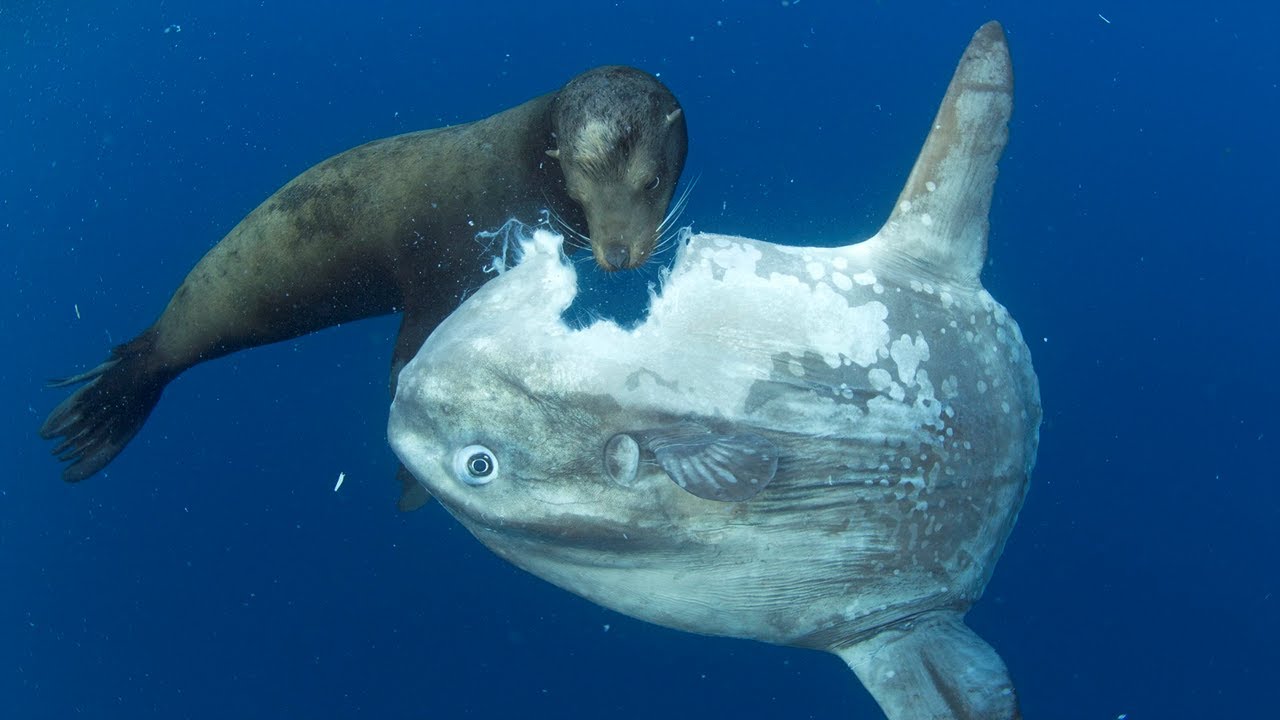 Ocean Sunfish  A GIANT Floating Heads from the Depths  Facts of the Largest Bony Fish