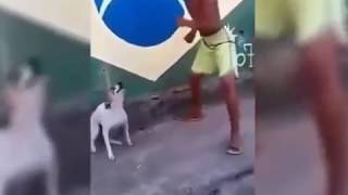 Cachorro Dançando Funk, Desce Um Pouquinho