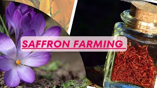 How to Grow Saffron? - Saffron Cultivation Guideline