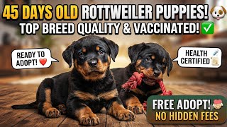 45 Days Old Rottweiler Puppies Available for Free Adoption! 🐶 | Best Guard Dog