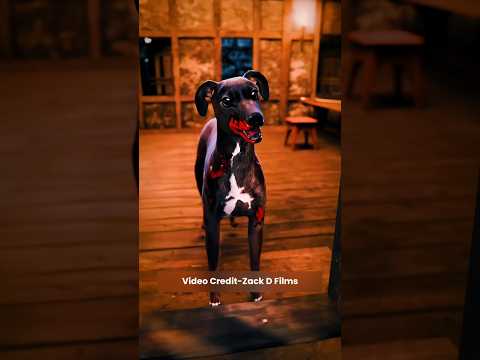 The Legend of The loyal Dog 🐕#shorts