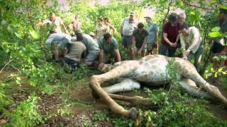 WILD CAPTURE SCHOOL TASTER NEW YouTube 1080p