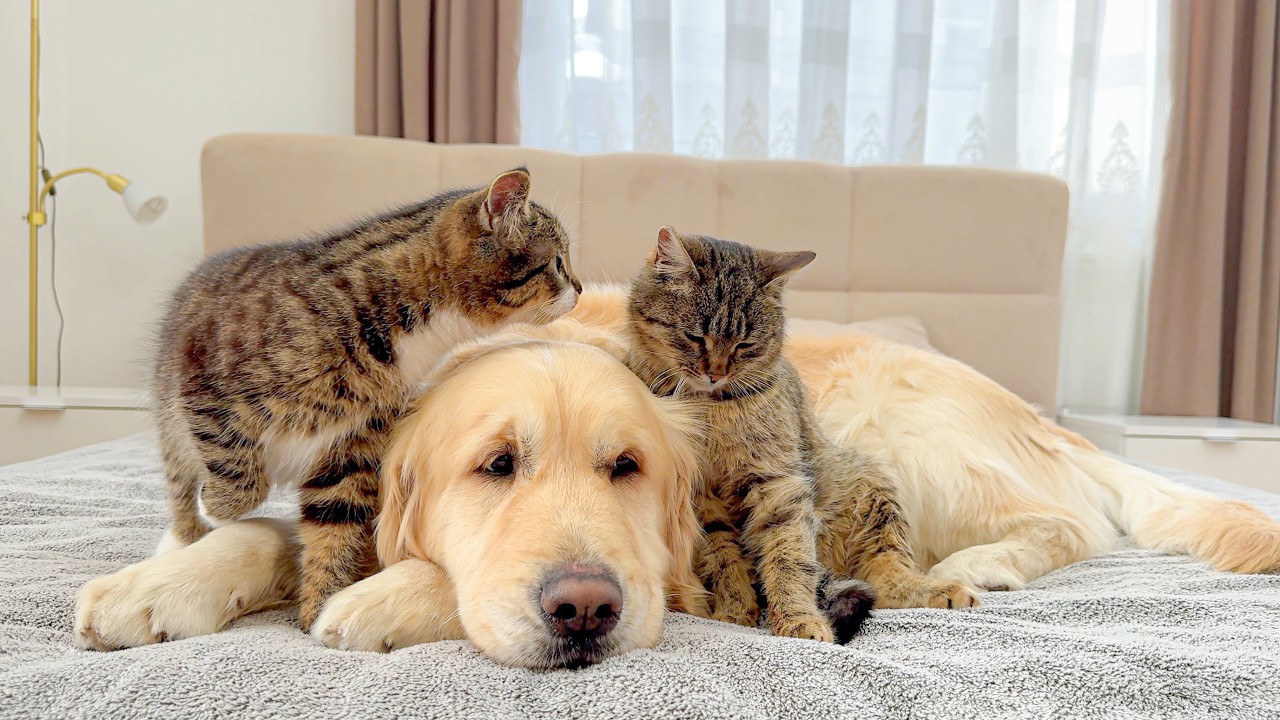 Golden Retriever Shows a Kitten That the Rescued Cat Is Safe for Her!!