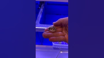 Adding TINY PUFFER To My SALTWATER AQUARIUM!!🐡