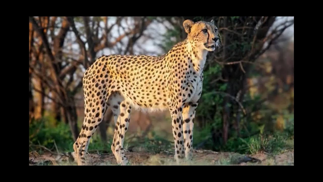 Mighty pets adventure of Wild Animals Rescue Season 1 Episode 23 Cheetah Racer Mighty pets adventure of Wild Animals Rescue Season 1 Episode 23 Cheetah Racer