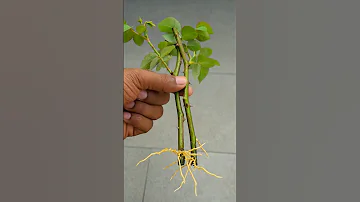 How to grow rose from cuttings #rose_cutting #shorts