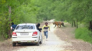 Royal Bengal Tiger Attack True Horror Jungle Story Tiger Attack