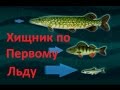 Диалоги о рыбалке - 108 - Окунь по перволедью.