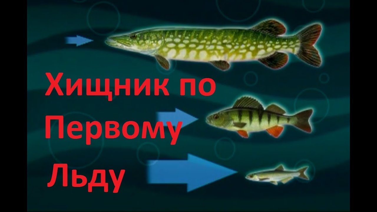 Диалоги о рыбалке - 108 - Окунь по перволедью.