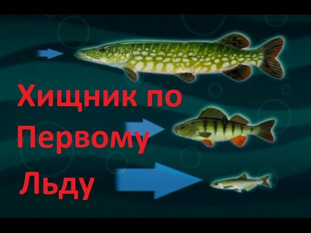 Диалоги о рыбалке - 108 - Окунь по перволедью.