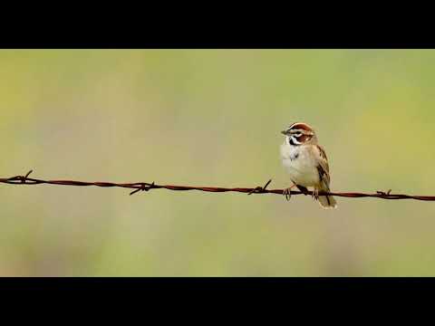 Прискорення скорочення популяцій птахів сигналізує про ширшу екологічну кризу