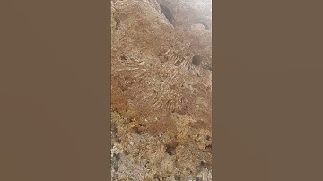 Fossilized coral. #fossil #fossilized #coral #rocks #geology #crete
