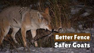 Protecting Goats from Coyotes: Fencing That Actually Works