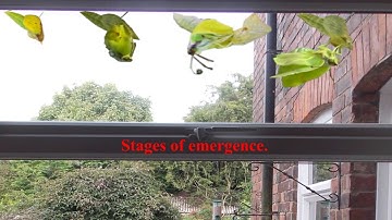 The life cycle of the Brimstone Butterfly, soundtrack from the Gadfly Suite. Op97a. by Shostakovich.