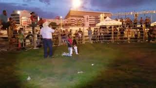 Pollito de santa rosa vs zorrillo rancho la canana charlotte nc