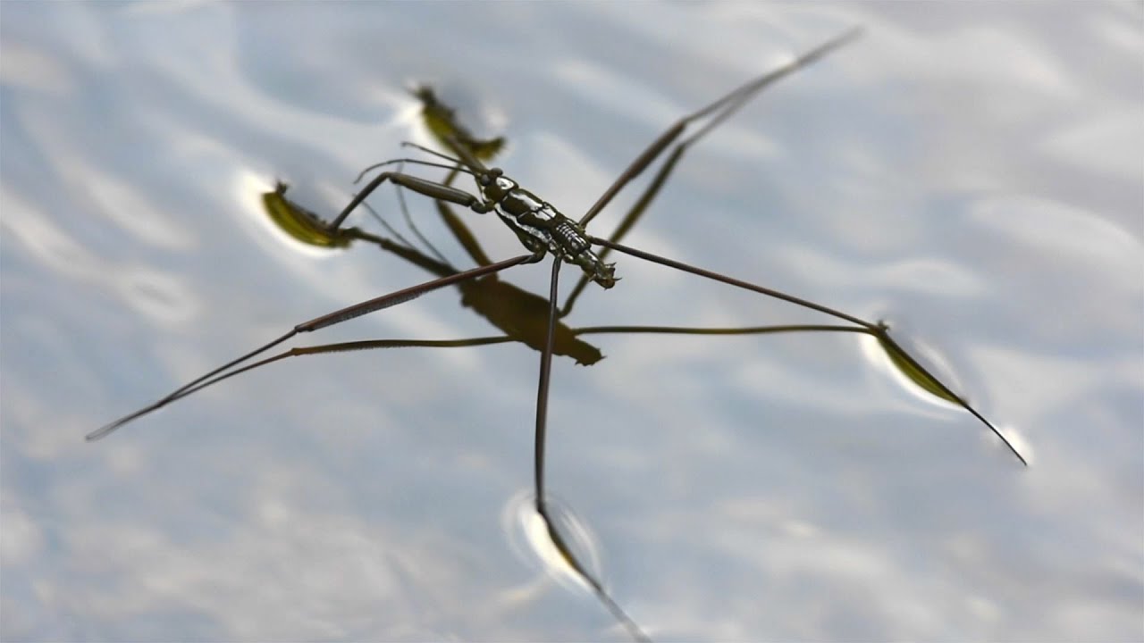 Image result for water strider