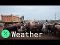 Hurricane Laura: Texas Cattle Ranchers Move Livestock as Storm Nears Landfall