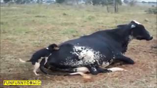 Хохма. Животные Приколы. Поющие собаки /Hilarious. Funny animals. Singing dogs Хохма. Животные Приколы. Поющие собаки /Hilarious. Funny animals. Singing dogs