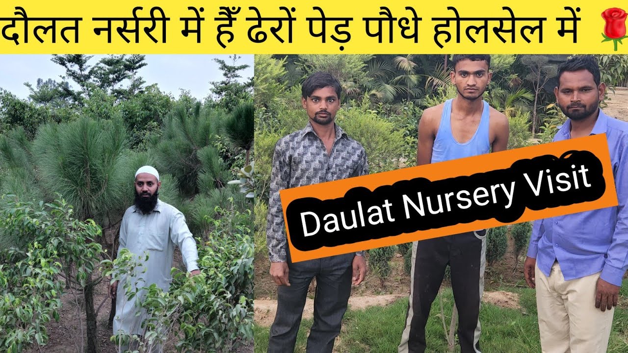 Big Plant Nursery Visit In Bareilly🌹बरेली की नर्सरी में आज घूमते हैँ 🇮🇳