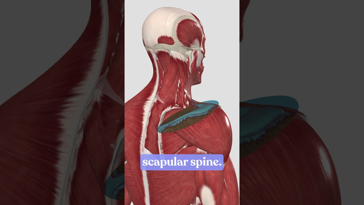 Exchange this simple & effective massage technique with your gym buddy