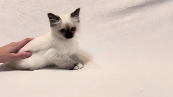 Video 11592901: purr love, kitten gently, birman kittens, kitten sweet