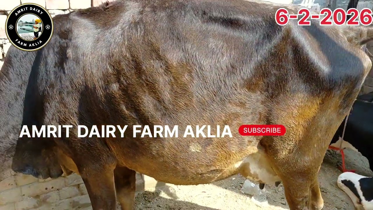9876640994 ਪਿੰਡ ਧੌਲਾ ਜਿਲਾ ਬਰਨਾਲਾ  #cow #shiwal #dairyfarm #cowlover #jersy 