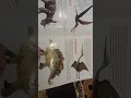 Videoplayback 2025 05 26T211832 132 Videoplayback 2025 05 26T211832 132