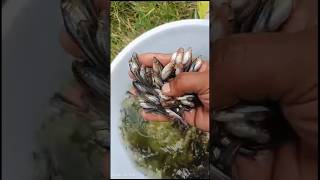 fishing fishshop fishfood fish rahufish fishfeed money goldcarp fishnutrition fishingtips