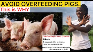 Can Overfeeding harm Pigs?