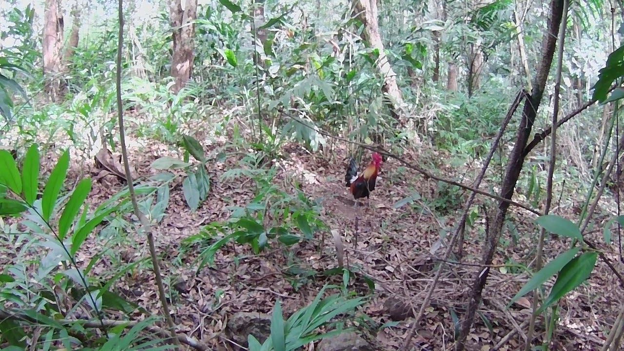 Nakaligtas ka Kay palung BABALIKAN kita.