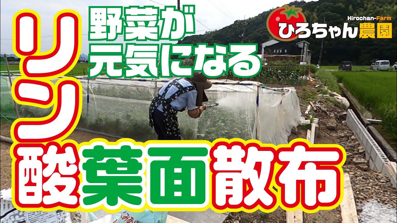 【肥料】リン酸【葉面】散布【高知】