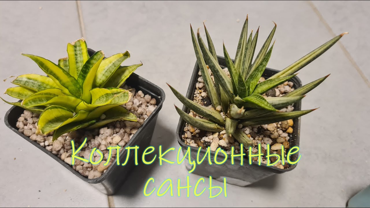 Распаковка Новые сансевиерии 