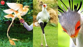 Top 10 Loài Chim Siêu Đẹp Siêu Quý Hiếm Trên Thế Giới Bạn Sẽ Hối Tiếc Nếu Chưa Nhìn Thấy Chúng