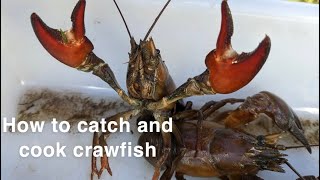 best way to catch and cook crayfish uk
